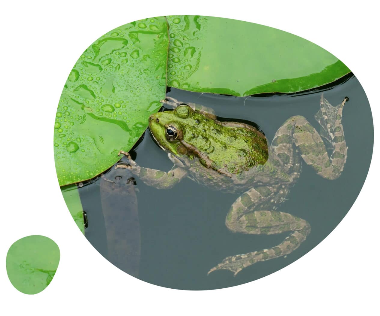 innoclair-environnement-biodivisersité