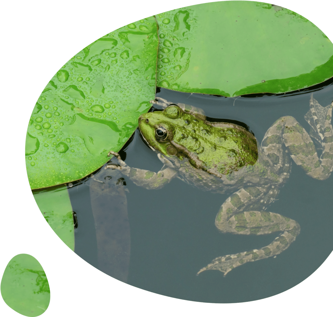 Une micro station d'épuration qui respecte la biodiversité